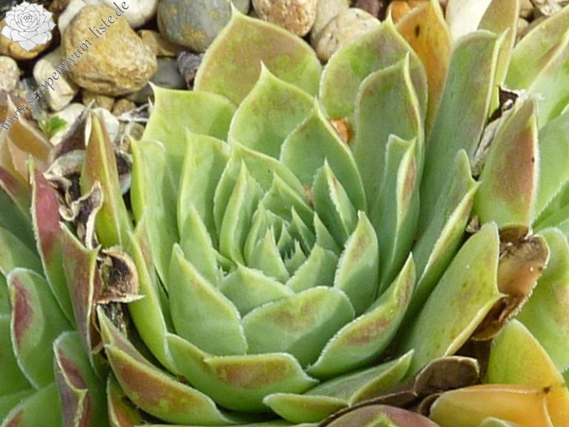 Mount Stanley / Jovi