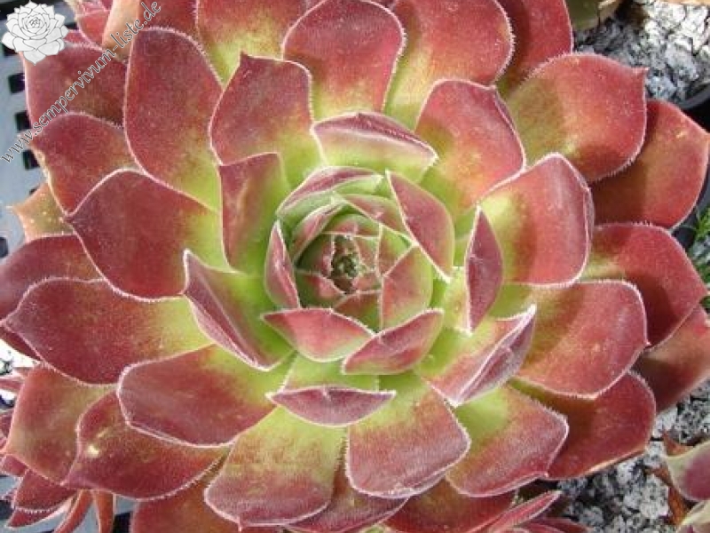 Spanish Dancer