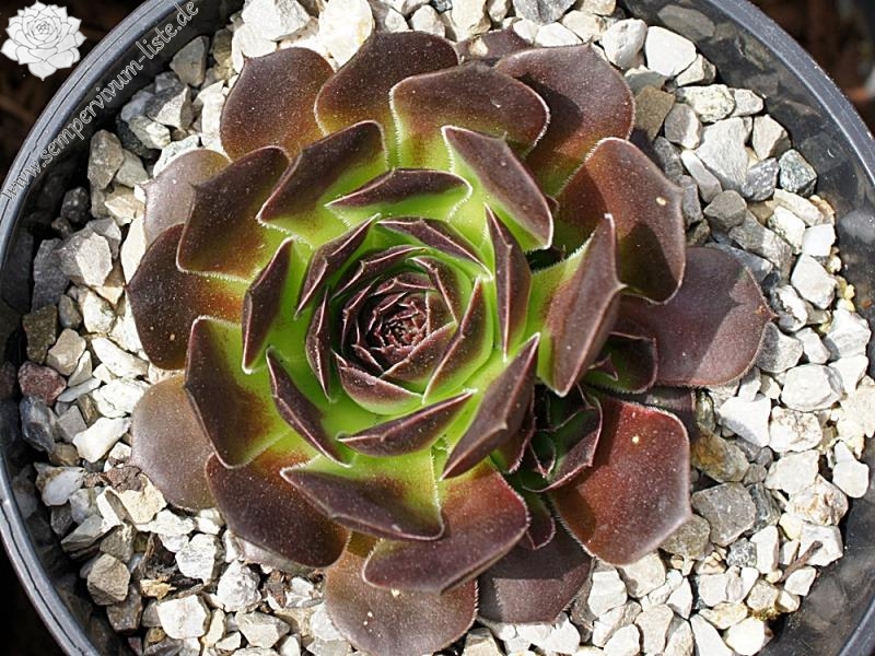 Mount Vesuvio / Jovi