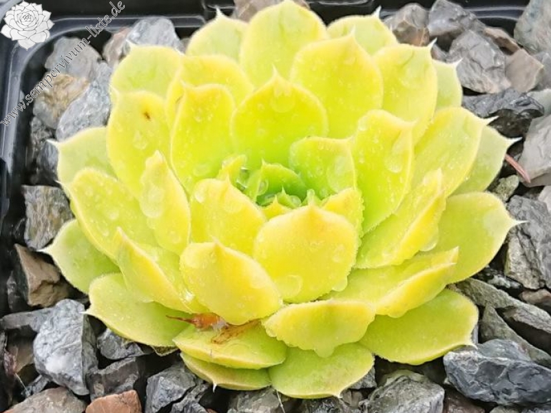 Golden Baby Moon / Jovi