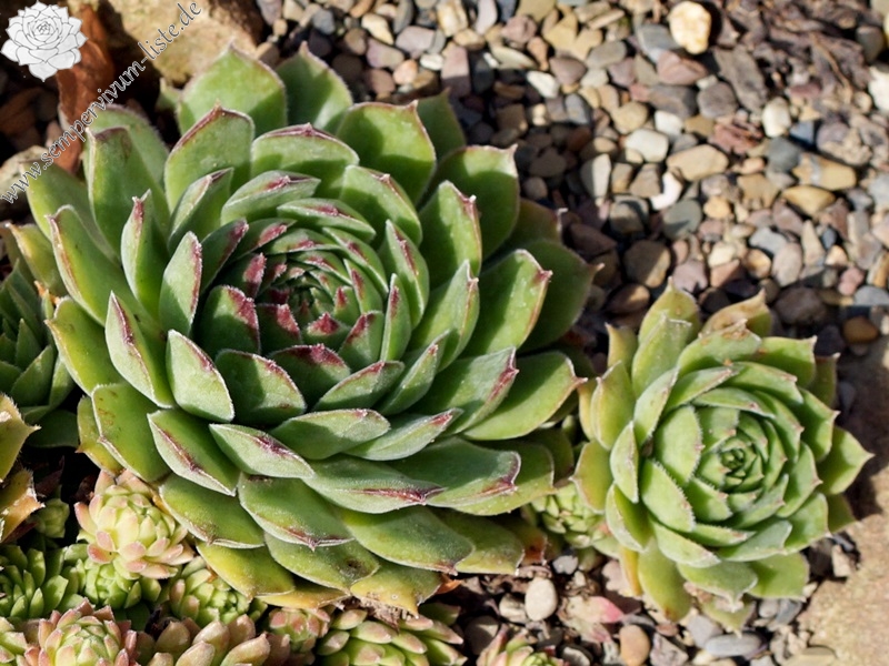 Grüne Rose