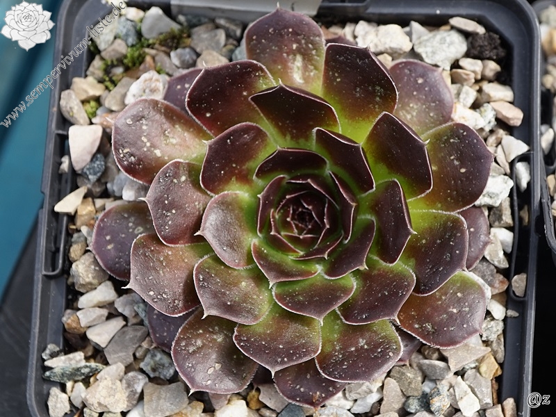 Mount Vesuvio / Jovi