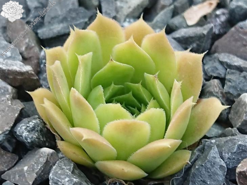 Golden Baby Moon / Jovi