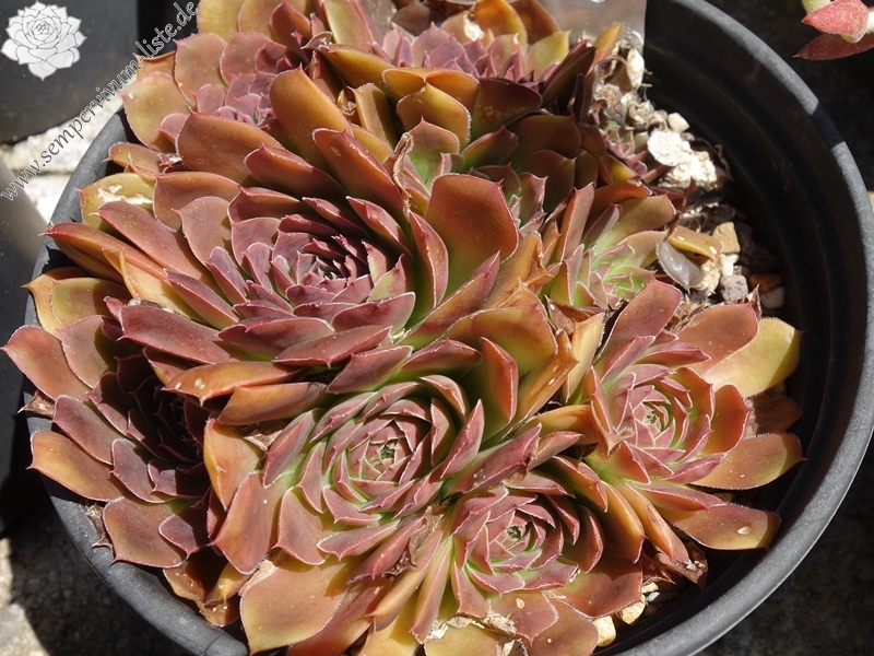 Mount Vesuvio / Jovi