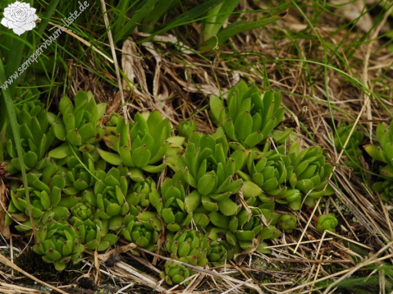 montanum ssp. carpathicum from Zbojnícka pláň, W