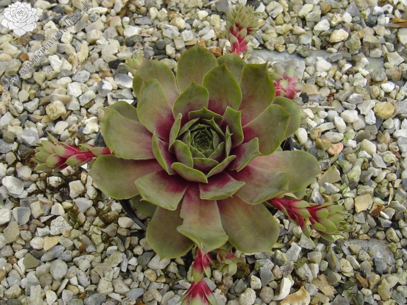 Unakite