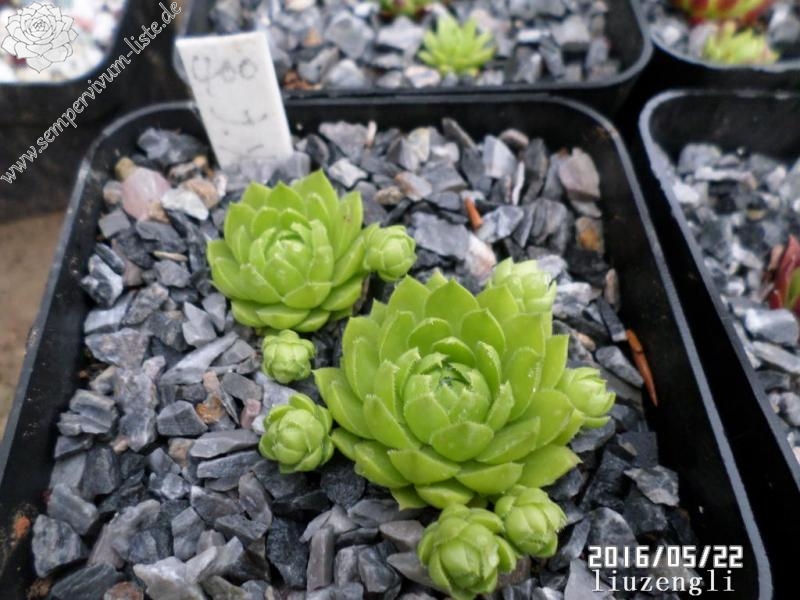 Yellow Green Form / Jovi