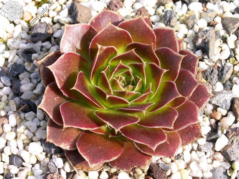 Orphia / Jovi