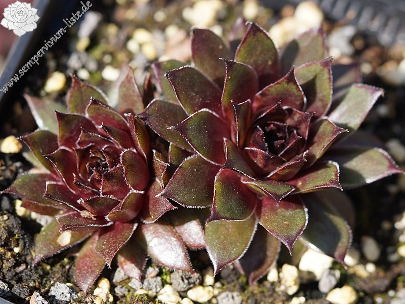 Olivine