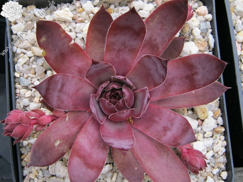 Ungeheuer