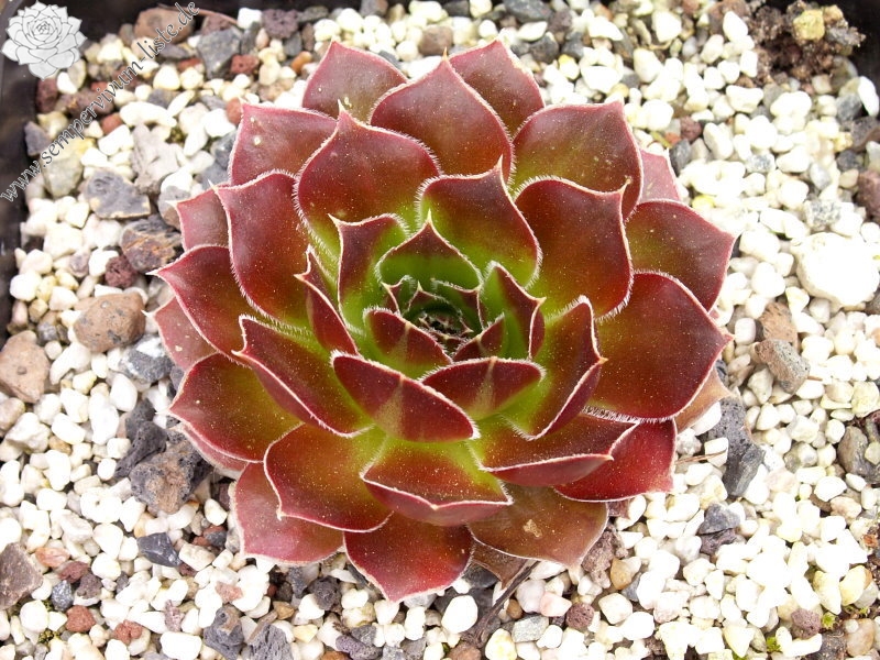 Orphia / Jovi