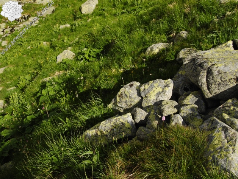 montanum ssp. carpathicum from Zbojnícka pláň, W