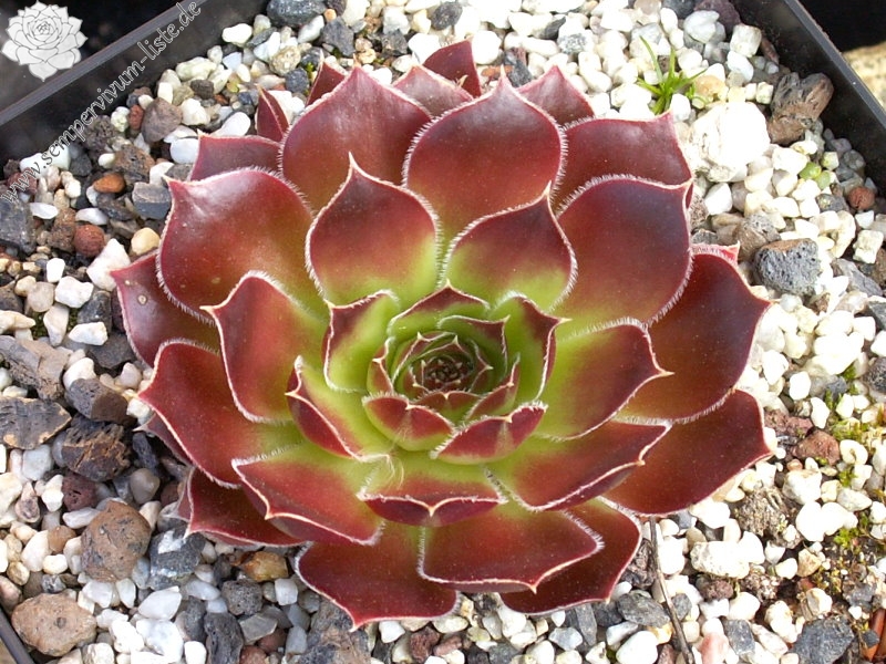 Orphia / Jovi