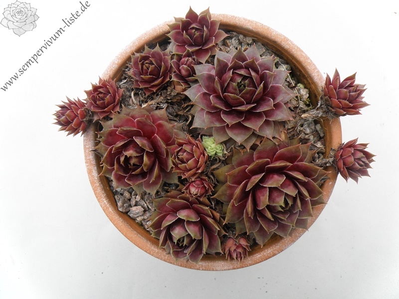 Unakite