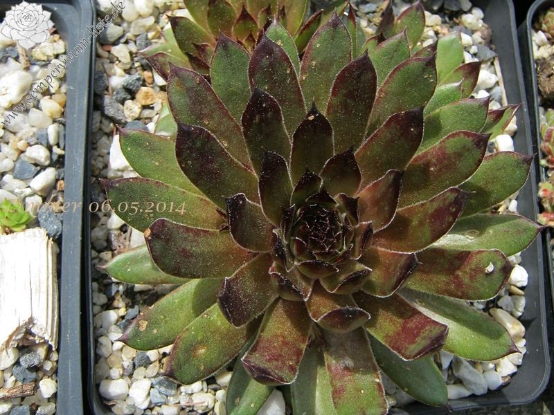 Olivine