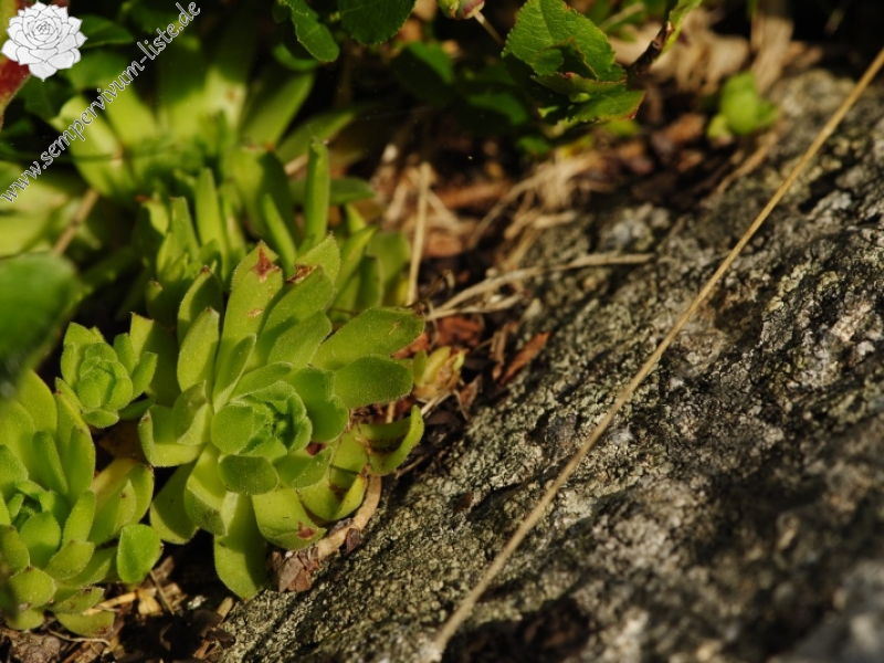 montanum ssp. carpathicum from Zbojnícka pláň, W