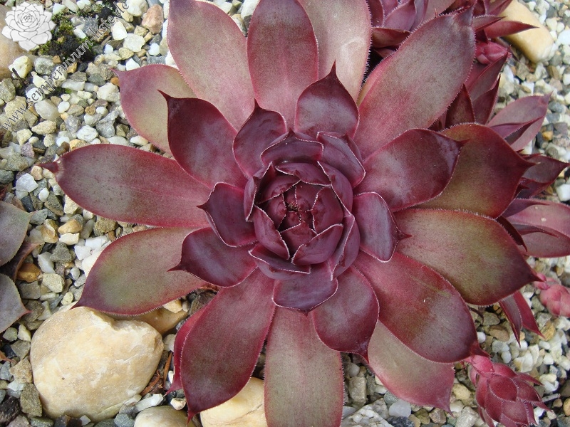 Ungeheuer