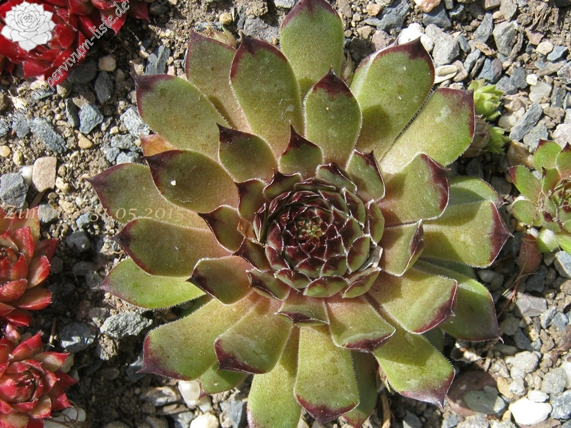 Olivine
