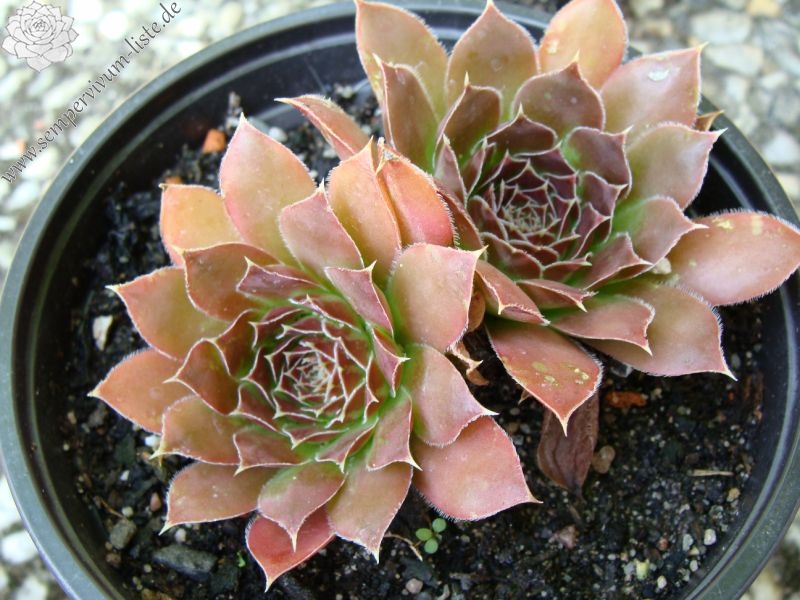 Orphia / Jovi
