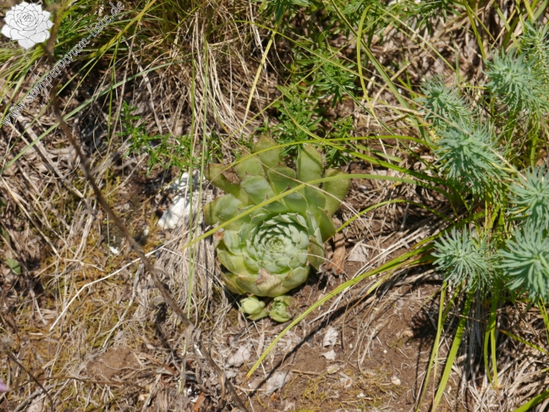 tectorum var. tectorum from Mala dolina