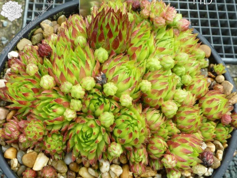 Prairie ( II ) / Jovi