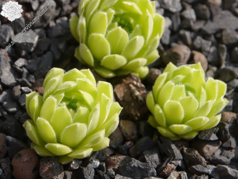 atlanticum from Oukaimeden