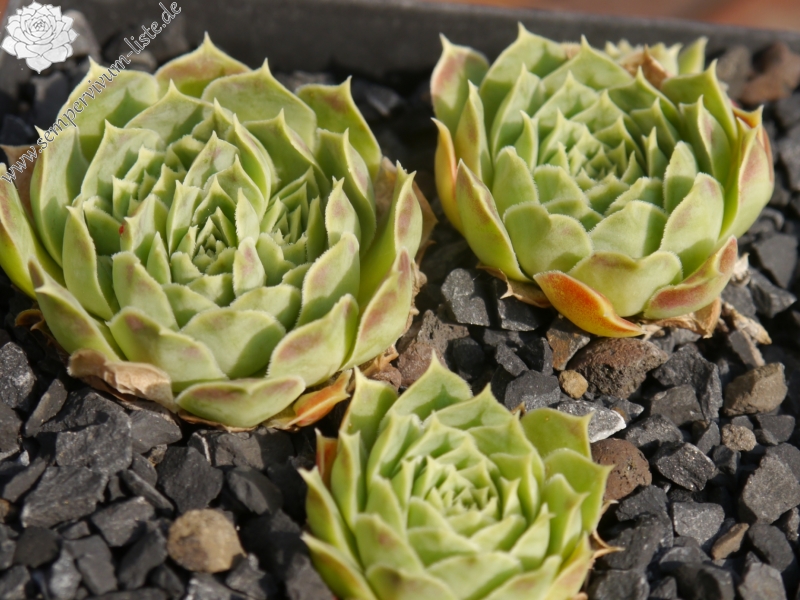 heuffelii (glabrum) from Ljuboten