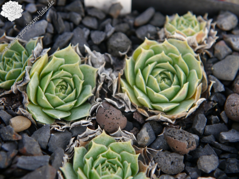 heuffelii (glabrum) from Ljuboten