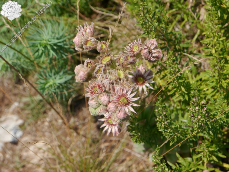 tectorum var. tectorum from Mala dolina