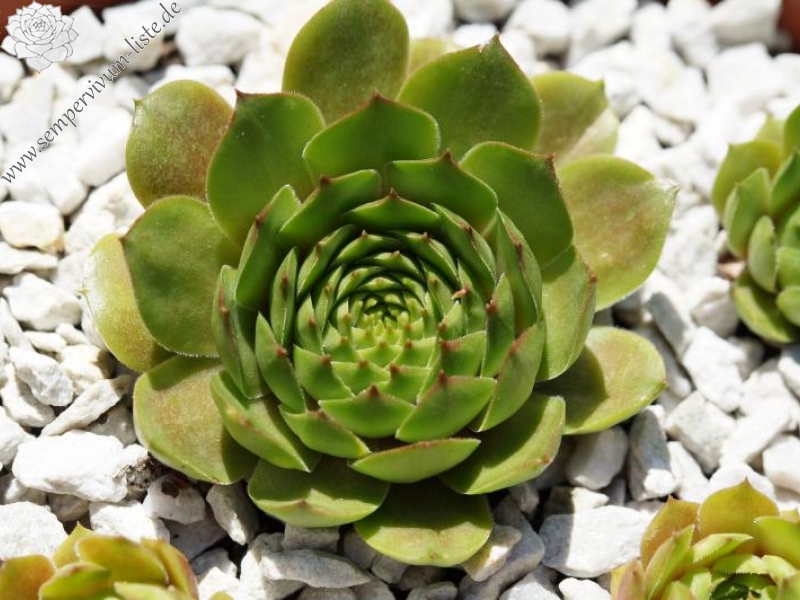Waldmeister