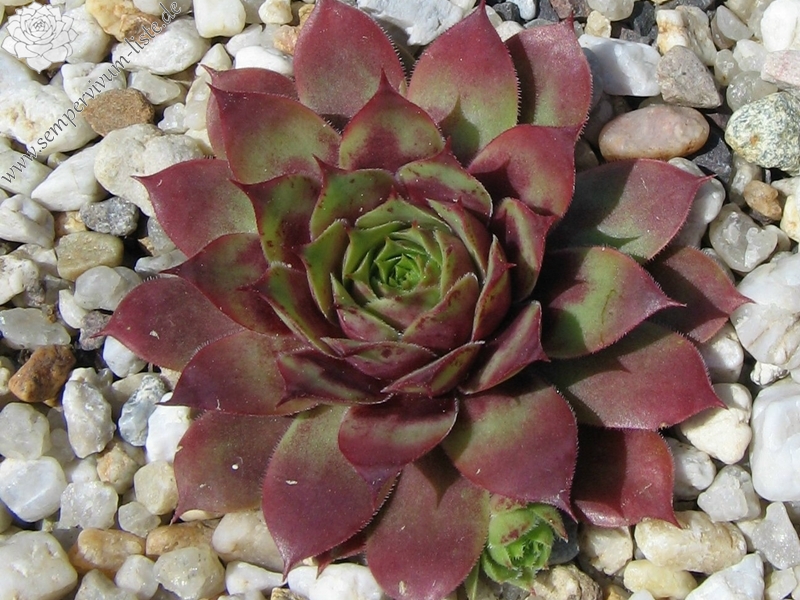 Rubra Ray