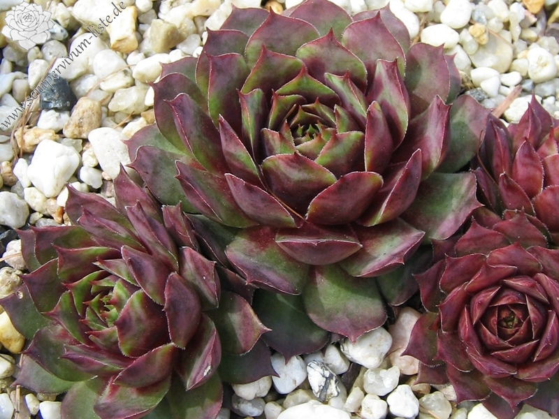 Rubra Ray
