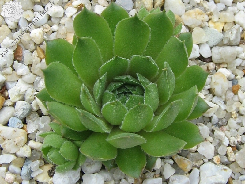 Wiedehopf