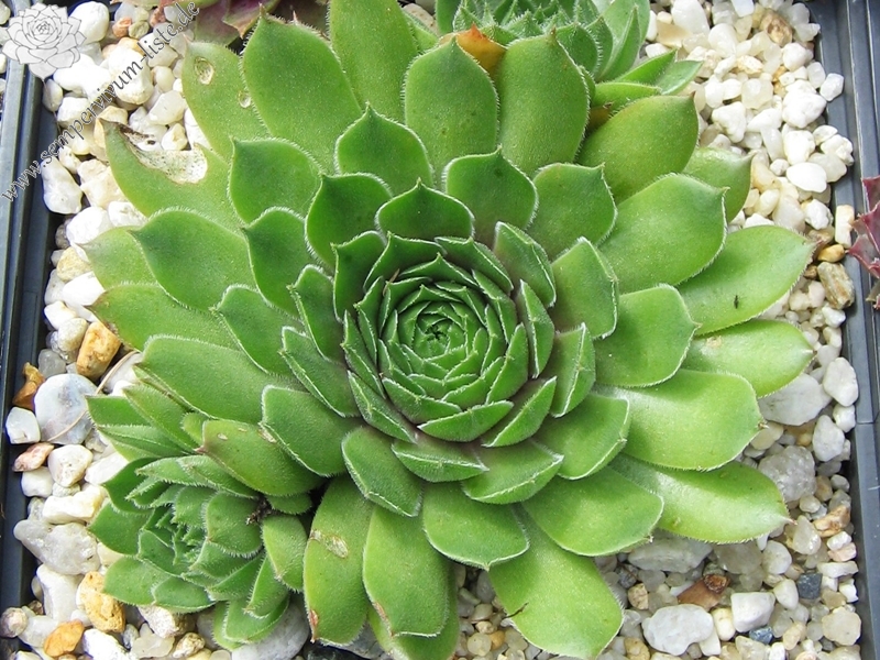 Wiedehopf