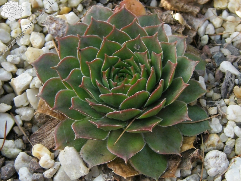 Wiedehopf