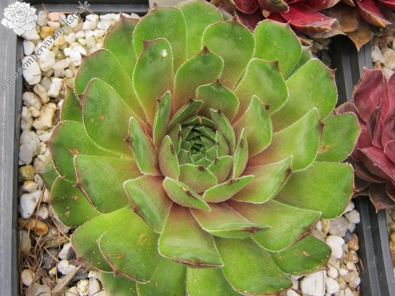 Wiedehopf
