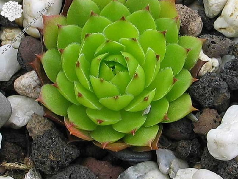 Pfälzer Gigant