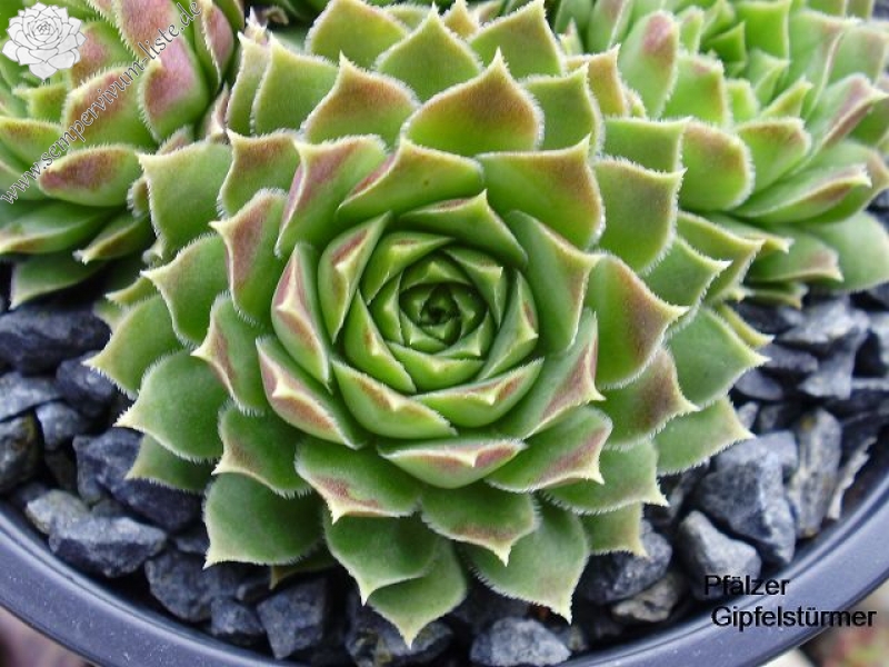 Pfälzer Gipfelstürmer / Jovi