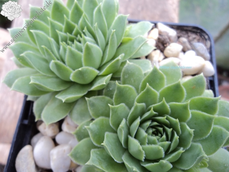 Pfälzer Gipfelstürmer / Jovi