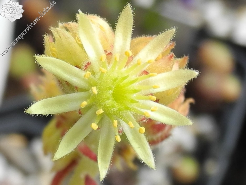 ciliosum ssp. ciliosum (galicicum) from Magaro, NO Abhang