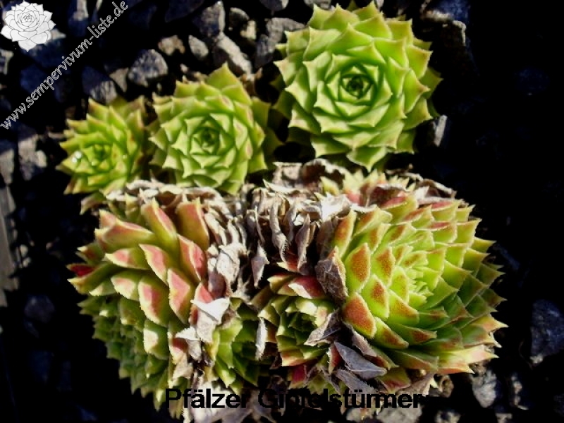 Pfälzer Gipfelstürmer / Jovi