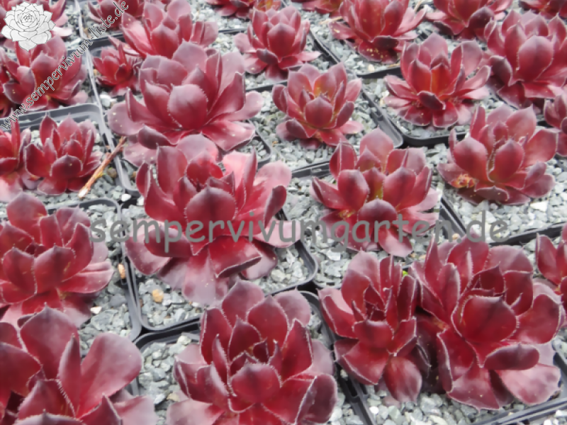 Wu Ning