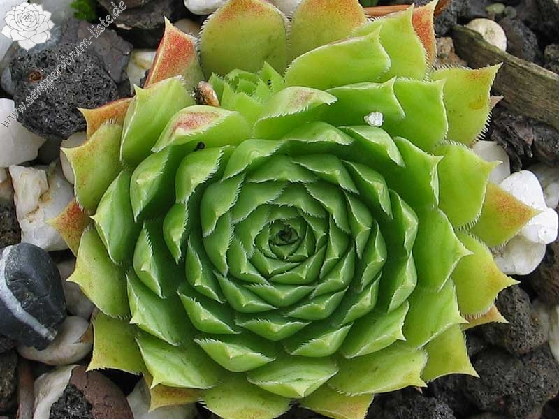 Pfälzer Gipfelstürmer / Jovi