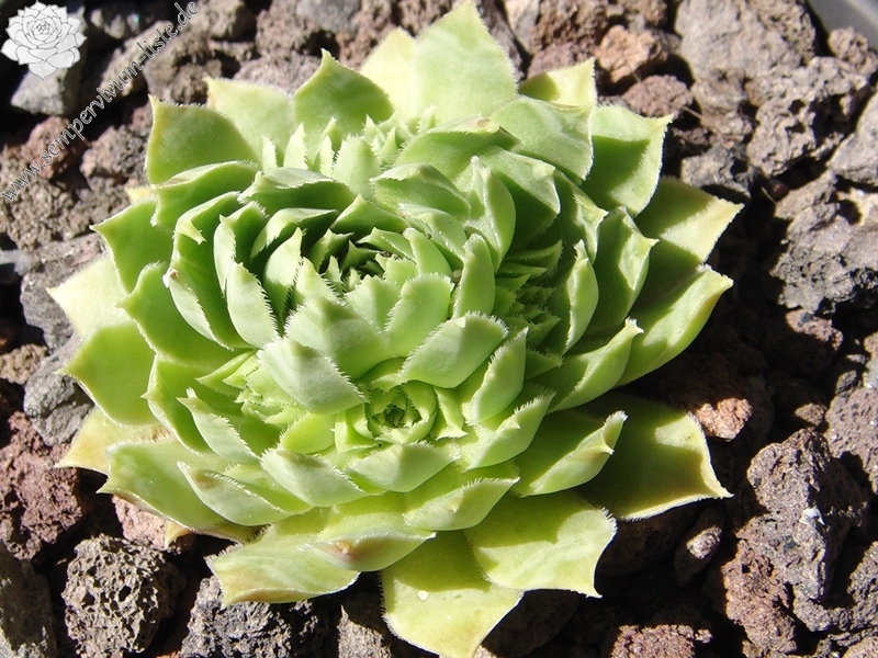 Pfälzer Gipfelstürmer / Jovi