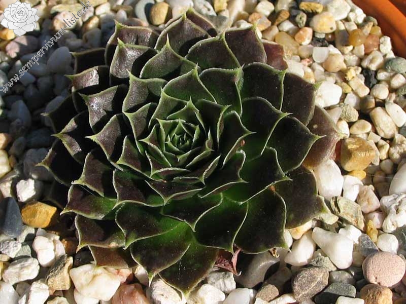 Pfälzer Grünauge / Jovi