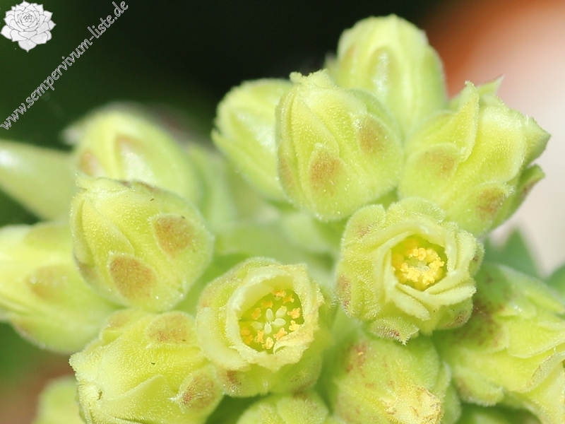 Pfälzer Grünauge / Jovi