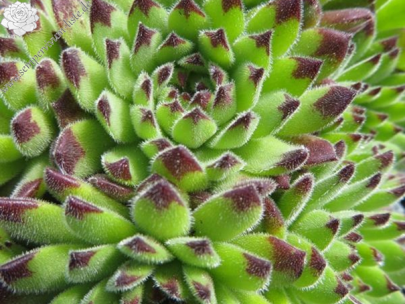 Zeitlupe
