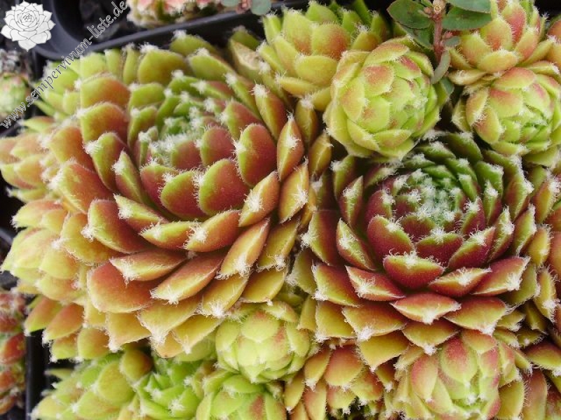 Rhodes Variety