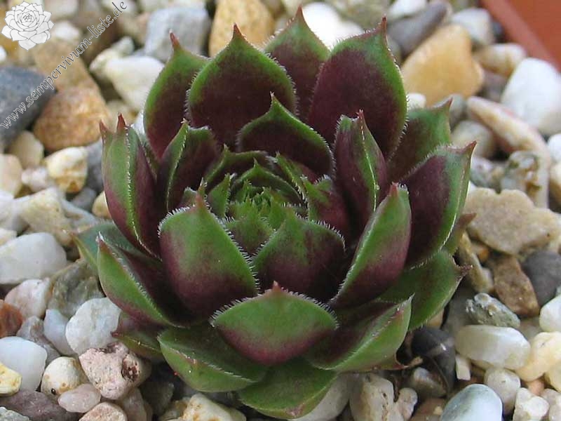 Pfälzer Grünzipfel