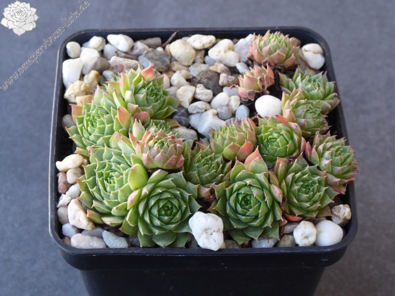 Pfälzer Grünzipfel